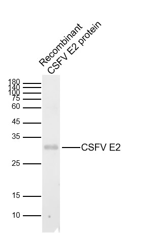 Lane 1: Recombinant CSFV E2 protein (200ng) (bs-20116P). Probed with CSFV E2 polyclonal Antibody, unconjugated (bs-4527R) at 1:1000 dilution and 4°C overnight incubation. Followed by conjugated secondary antibody incubation at 1:20000 for 60 min at 37˚C.