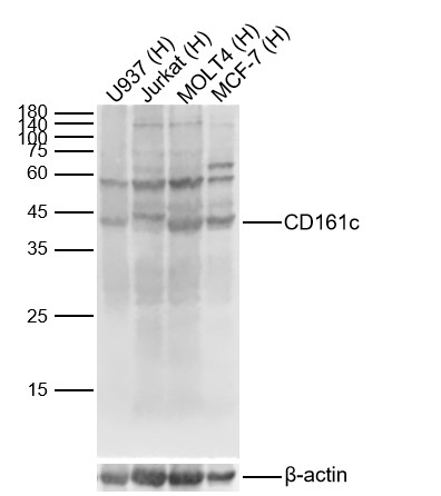 Lane 1: Human U937 cell Lysates; Lane 2: Human Jurkat cell Lysates; Lane 3: Human MOLT4 cell Lysates; Lane 4: Human MCF-7 cell Lysates. Probed with CD161c polyclonal Antibody, unconjugated (bs-4682R) at 1:1000 dilution and 4°C overnight incubation. Followed by conjugated secondary antibody incubation at 1:20000 for 60 min at 37˚C.