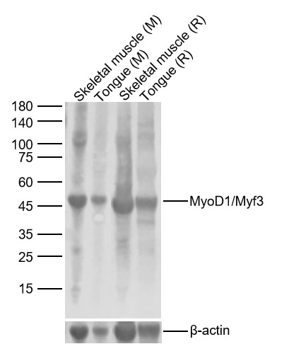 Lane 1: Mouse Skeletal muscle Lysates; Lane 2: Mouse Tongue Lysates; Lane 3: Rat Skeletal muscle Lysates; Lane 4: Rat Tongue Lysates. Probed with MyoD1\/Myf3 polyclonal Antibody, unconjugated (bs-2442R) at 1:1000 dilution and 4\u00b0C overnight incubation. Followed by conjugated secondary antibody incubation at 1:20000 for 60 min at 37˚C.