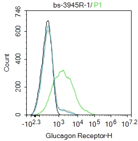Blank control:HepG2. _x000D_ Primary Antibody (green line): Rabbit Anti-Glucagon Receptor antibody (bs-3945R) _x000D_ Dilution: 1ug/Test; _x000D_ Secondary Antibody : Goat anti-rabbit IgG-AF488_x000D_ Dilution: 0.5ug/Test. _x000D_ Protocol_x000D_ Hela cells were incubated in 5% BSA blocking buffer for 30 min at room temperature. Cells were then stained with Glucagon Receptor Polyclonal Antibody(bs-3945R)at 1:100 dilution in blocking buffer and incubated for 30 min at room temperature, washed twice with 2%BSA in PBS, followed by secondary antibody incubation for 40 min at room temperature. Acquisitions of 20,000 events were performed. Cells stained with primary antibody (green), and isotype control (orange).