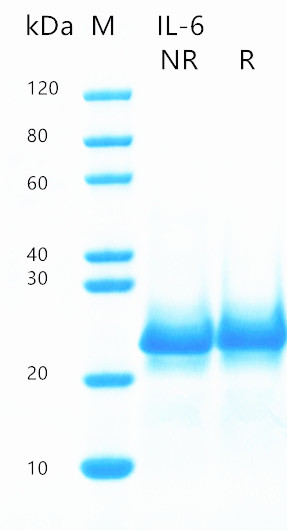 The purity of the protein is greater than 95% as determined by non reduced and reduced SDS-PAGE.