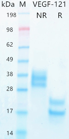 The purity of the protein is greater than 95% as determined by non reduced and reduced SDS-PAGE.