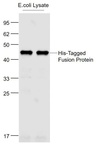 Sample:_x000D_ Lane1: His-Tagged Fusion Protein Overexpression E.coli Lysate (Cat#: bs-41230P) at 2ug_x000D_ Lane2: His-Tagged Fusion Protein Overexpression E.coli Lysate (Cat#: bs-41230P) at 2ug_x000D_ Primary: Anti-His tag (bsm-0287M) at 1/1000 dilution_x000D_ Secondary: IRDye800CW Goat Anti-Mouse IgG at 1/20000 dilution_x000D_ Predicted band size: 41 kD_x000D_ Observed band size: 45 kD