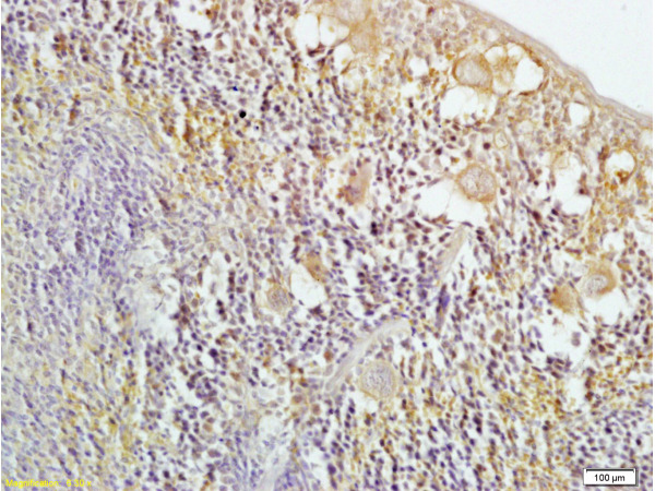Formalin-fixed and mouse spleen tissue labeled with Anti-HO-2 Polyclonal Antibody, Unconjugated (bs-1238R) at 1:200 followed by conjugation to the secondary antibody and DAB staining