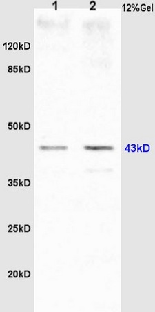 L1 rat brain lysates, L2 mouse embryos lysates probed (bs-3893R) Anti-GTPBP10 Polyclonal, Unconjugated at 1:200 in 4˚C. Followed by conjugation to secondary antibody (bs-0295G-HRP) at 1:3000 90min in 37˚C. Predicted band and observed band size: 43kD.