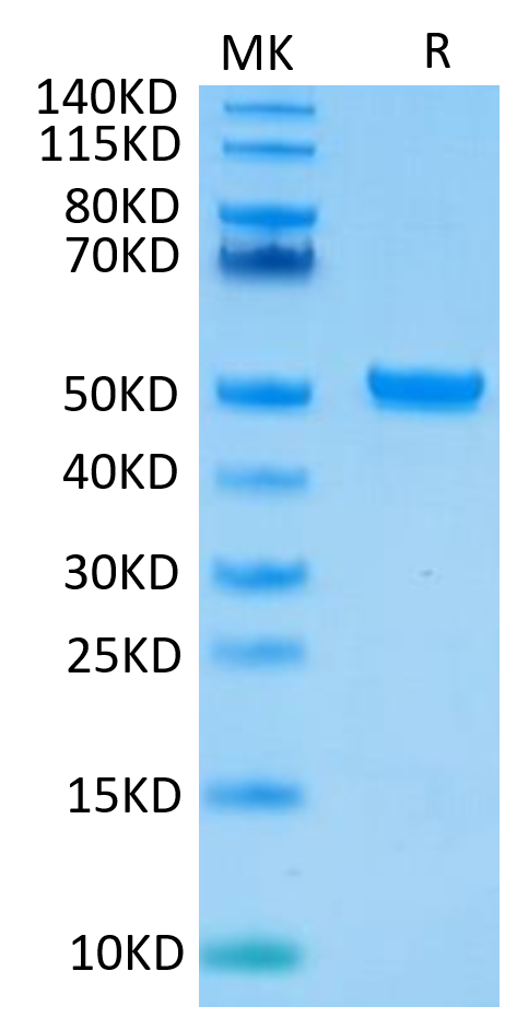 Recombinant human FcRn Protein, C-His-Avi (HEK293) | Scientist.com