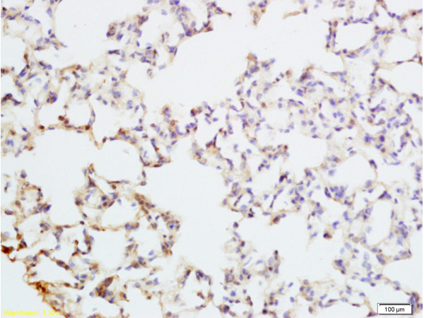 Formalin-fixed and paraffin embedded rat lung tissue labeled with Anti-PAX9 Polyclonal Antibody, Unconjugated (bs-1102R) at 1:200 followed by conjugation to the secondary antibody and DAB staining