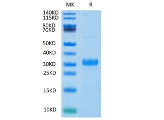 Recombinant Human Noggin Protein on Tris-Bis PAGE under reduced condition. The purity is greater than 95%.