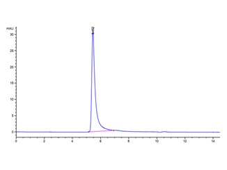 The purity of Human P-Selectin\/CD62P is greater than 95% as determined by SEC-HPLC.