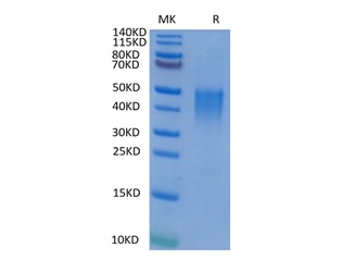 Recombinant human / Cynomolgus / Rhesus macaque CD28 Protein, N-His-Avi (HEK293), Biotinylated, Biotin Conjugated