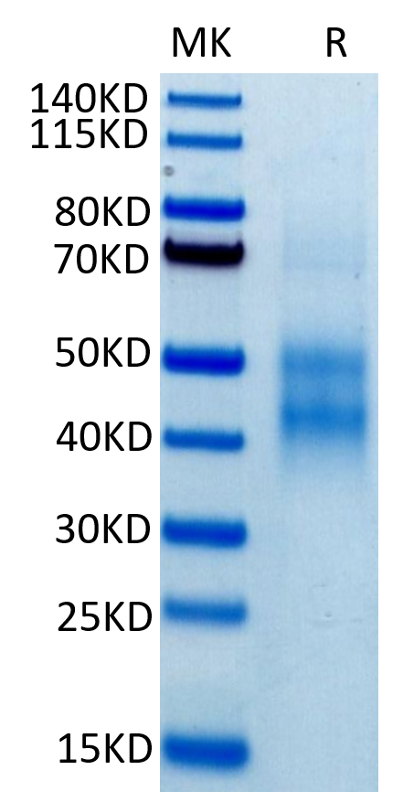 Biotinylated Human NKG2A \/ CD159a on Tris-Bis PAGE under reduced condition. The purity is greater than 95%.