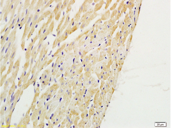 Formalin-fixed and paraffin embedded rat heart tissue labeled with Anti-PTAFR Polyclonal Antibody, Unconjugated (bs-1478R) at 1:200 followed by conjugation to the secondary antibody and DAB staining