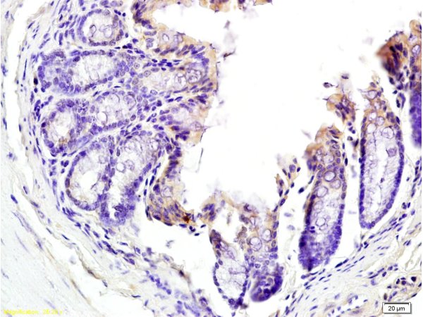 Formalin-fixed and paraffin embedded mouse colon tissue labeled with Anti-TNFSF18 Polyclonal Antibody, Unconjugated (bs-2456R) at 1:200 followed by conjugation to the secondary antibody and DAB staining