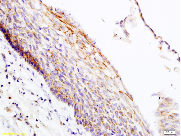 Formalin-fixed and paraffin embedded rat skin tissue labeled with Anti-PER2/Period circadian protein 2 Polyclonal Antibody, Unconjugated (bs-3927R) at 1:200 followed by conjugation to the secondary antibody and DAB staining