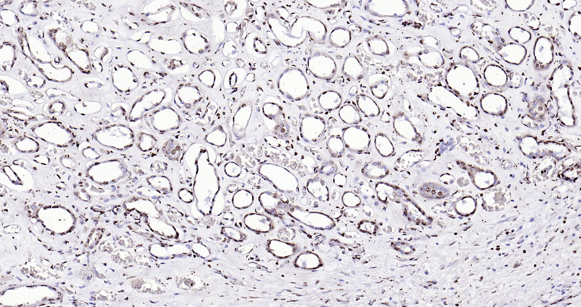 Goat Anti-Rabbit IgG Antibody (H+L), HRP Conjugated – Bioss