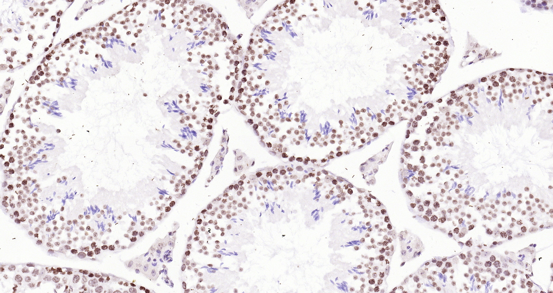 Paraformaldehyde-fixed, paraffin embedded (mouse testis); Antigen retrieval by boiling in sodium citrate buffer (pH6.0) for 15min; Block endogenous peroxidase by 3% hydrogen peroxide for 20 minutes; Blocking buffer (normal goat serum) at 37°C for 30min; Antibody incubation with (Histone H3 (Nuclear Loading Control)) Polyclonal Antibody, Unconjugated (bs-0349R) at 1:200 overnight at 4°C, followed by operating according to SP Kit(Rabbit) (sp-0023 bs-0295G-Bio 1:500) instructionsand DAB staining.