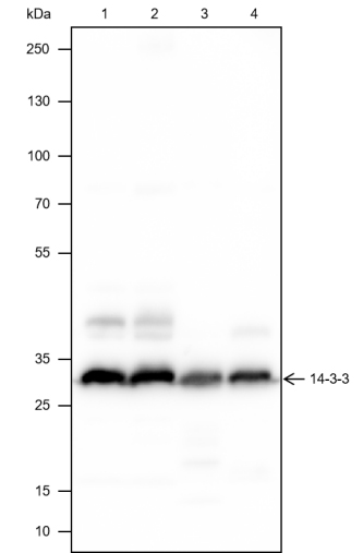 Blocking buffer: 5% NFDM\/TBST\r\nPrimary Ab dilution: 1:1000\r\nPrimary Ab incubation condition: 4\u00b0C overnight\r\nSecondary Ab: Goat Anti-Mouse IgG H&L (HRP)\r\nLysate: 1: HeLa, 2: A549, 3: Neuro-2a, 4: PC-12\r\nProtein loading quantity: 20 \u03bcg\r\nExposure time: 10 s\r\nPredicted MW: 28 kDa\r\nObserved MW: 29 kDa
