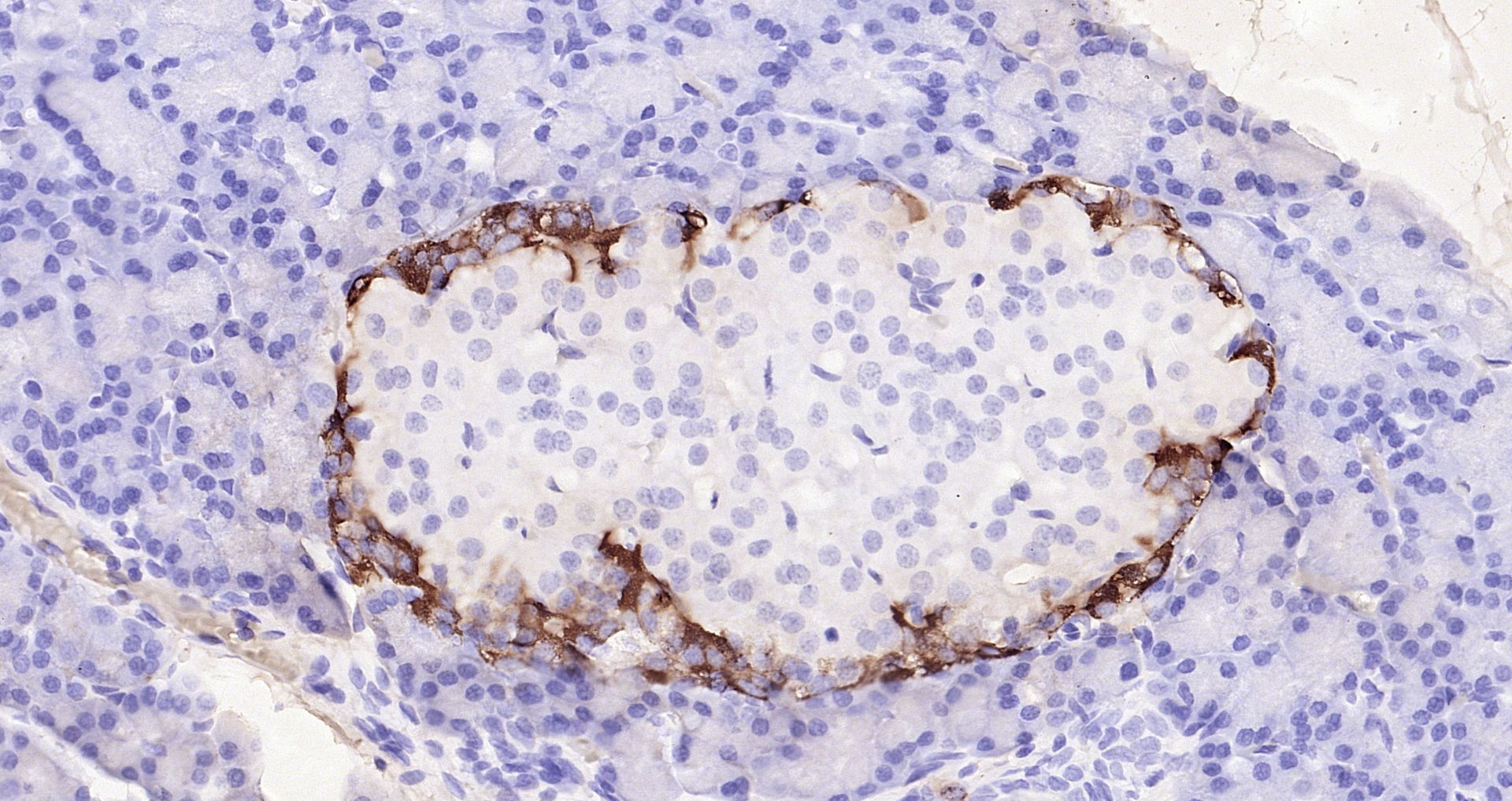 Paraformaldehyde-fixed, paraffin embedded (rat pancreas); Antigen retrieval by boiling in sodium citrate buffer (pH6.0) for 15min; Block endogenous peroxidase by 3% hydrogen peroxide for 20 minutes; Blocking buffer (normal goat serum) at 37°C for 30min; Antibody incubation with (GLP-1(1G9)) Monoclonal Antibody, Unconjugated (bsm-0933M) at 1:200 overnight at 4°C, followed by operating according to SP Kit(Mouse)(sp-0024 bs-0296G-Bio 1:1000) instructionsand DAB staining.