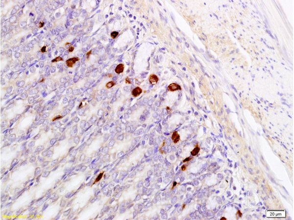 Formalin-fixed and paraffin embedded rat stomach tissue labeled with Anti-GRP Polyclonal Antibody, Unconjugated (bs-0011R) at 1:400, followed by conjugation to the secondary antibody and DAB staining