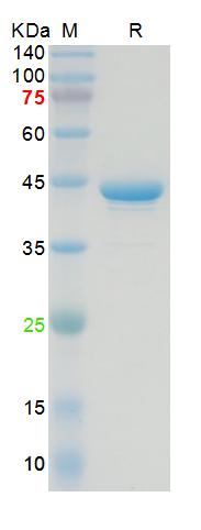 The purity of the protein is greater than 90% as determined by reducing SDS-PAGE.