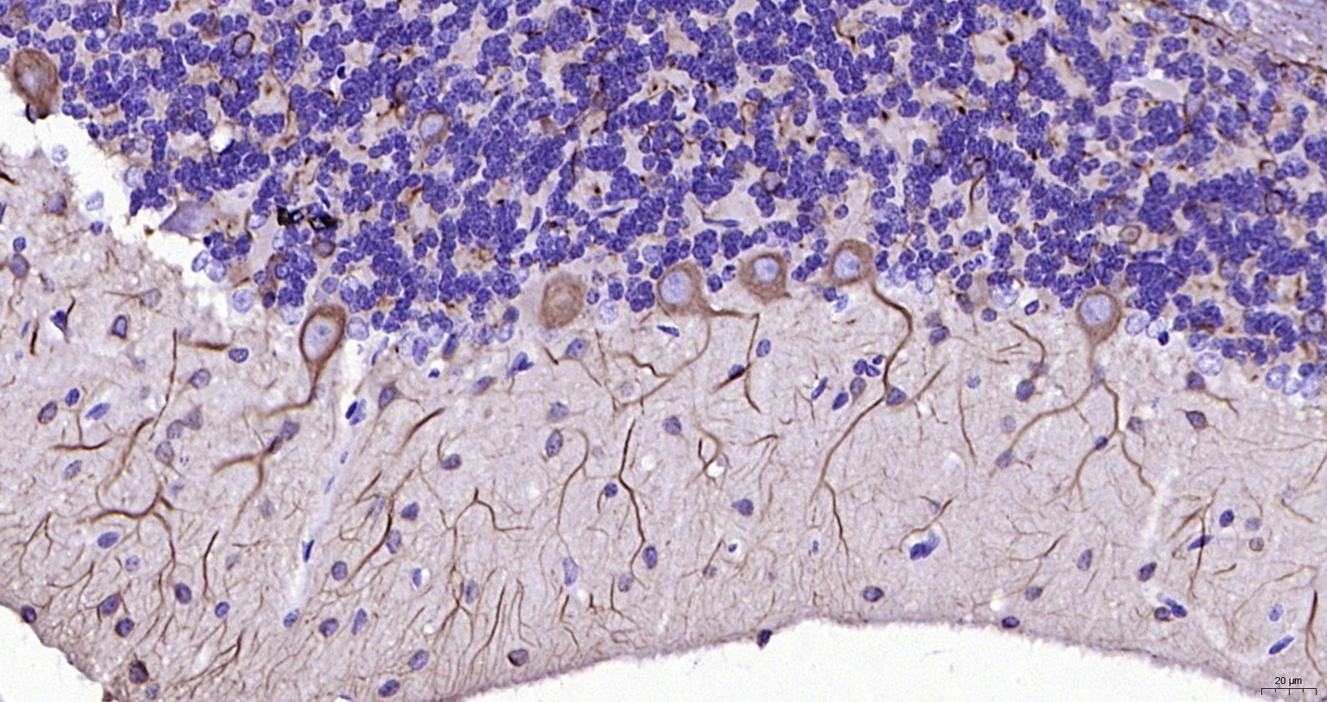 Paraformaldehyde-fixed, paraffin embedded (rat cerebellum); Antigen retrieval by boiling in sodium citrate buffer (pH6.0) for 15min; Block endogenous peroxidase by 3% hydrogen peroxide for 20 minutes; Blocking buffer (normal goat serum) at 37°C for 30min; Antibody incubation with (TUBB3 (Neuronal Marker) ) Monoclonal Antibody, Unconjugated (ascites of bsm-33177M 6F12) at 1:2000 overnight at 4°C, followed by operating according to SP Kit(Mouse) (sp-0024) instructions and DAB staining.