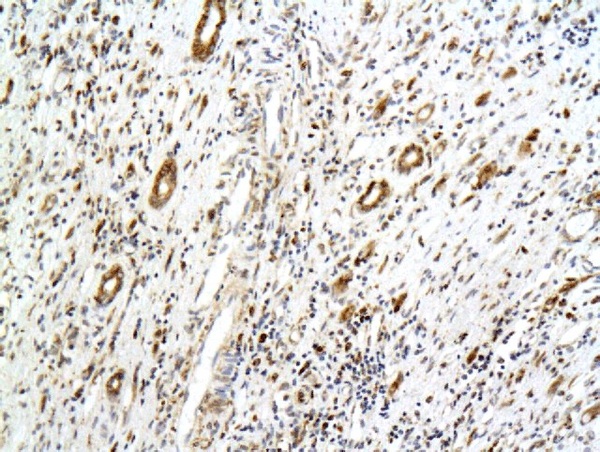 Formalin-fixed and paraffin embedded rat kidney tissue labeled with Anti-PCX/PODXL Polyclonal Antibody, Unconjugated (bs-1345R) followed by conjugation to the secondary antibody and DAB staining