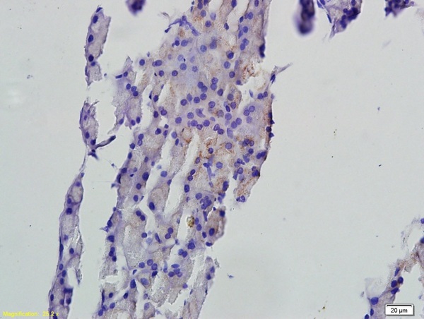 Formalin-fixed and paraffin embedded rat pancreas tissue labeled with Anti-FAF1 Polyclonal Antibody, Unconjugated (bs-1348R) followed by conjugation to the secondary antibody and DAB staining