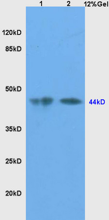L1 mouse testis lysates, L2 mouse liver lysates probed with Anti-SHBG Polyclonal Antibody, Unconjugated (bs-1175R) at 1:200 in 4˚C. Followed by conjugation to secondary antibody (bs-0295G-HRP) at 1:3000 90min in 37˚C. Predicted band and observed band size: 44kD