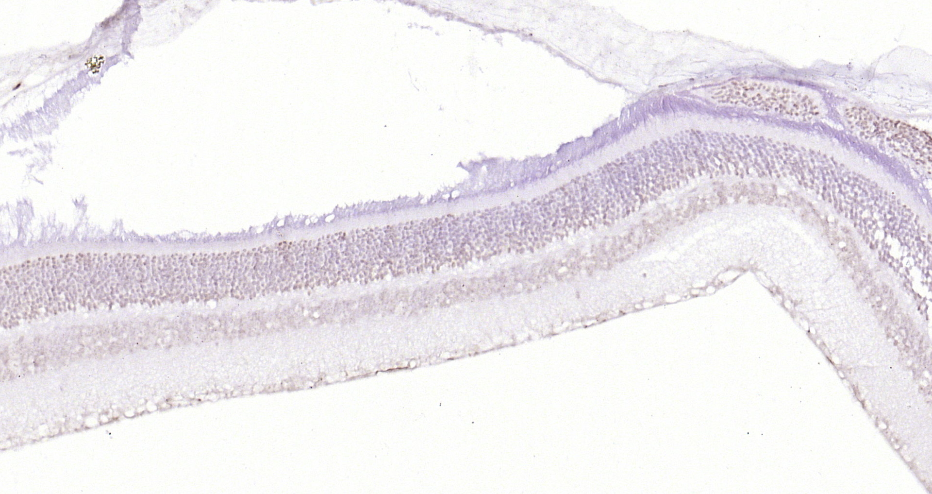 Paraformaldehyde-fixed, paraffin embedded (rat eye); Antigen retrieval by boiling in sodium citrate buffer (pH6.0) for 15min; Block endogenous peroxidase by 3% hydrogen peroxide for 20 minutes; Blocking buffer (normal goat serum) at 37°C for 30min; Antibody incubation with (RNF165) Polyclonal Antibody, Unconjugated (bs-9258R) at 1:200 overnight at 4°C, followed by operating according to SP Kit(Rabbit) (sp-0023) instructionsand DAB staining.