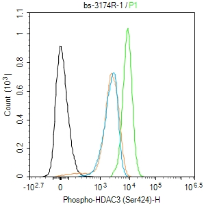 Molt4 cells were fixed with 4% PFA for 10min at room temperature,permeabilized with 90% ice-cold methanol for 20 min at -20℃, and incubated in 5% BSA blocking buffer for 30 min at room temperature. Cells were then stained with Phospho-HDAC3 (Ser424) Polyclonal Antibody(bs-3174R)at 1:100 dilution in blocking buffer and incubated for 30 min at room temperature, washed twice with 2%BSA in PBS, followed by secondary antibody incubation for 40 min at room temperature. Acquisitions of 20,000 events were performed. Cells stained with primary antibody (green), and isotype control (orange).