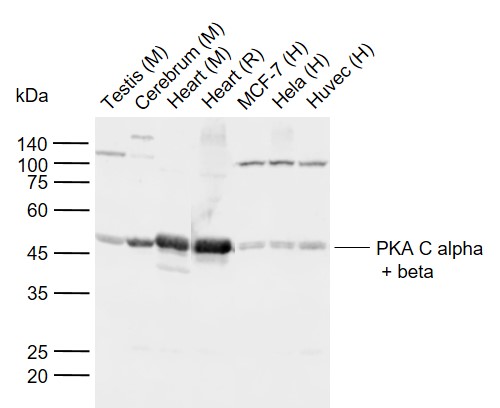 Lane 1: Mouse Testis tissue lysates; Lane 2: Mouse Cerebrum tissue lysates; Lane 3: Mouse Heart tissue lysates; Lane 4: Rat Heart tissue lysates; Lane 5: Human MCF-7 cell lysates; Lane 6: Human Hela cell lysates; 7: Human Huvec cell lysates probed with PKA C alpha + beta Polyclonal Antibody, Unconjugated (bs-2371R) at 1:1000 dilution and 4°C overnight incubation. Followed by conjugated secondary antibody incubation at 1:20000 for 60 min at 37˚C.