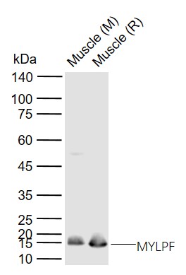 Lane 1: Mouse Muscle tissue lysates; Lane 2: Rat Muscle tissue lysates probed with MYLPF Polyclonal Antibody, Unconjugated (bs-5159R) at 1:1000 dilution and 4°C overnight incubation. Followed by conjugated secondary antibody incubation at 1:20000 for 60 min at 37˚C.
