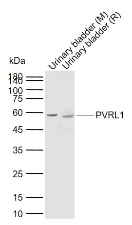 Lane 1: Mouse Urinary bladder tissue lysates; Lane 2: Rat Urinary bladder tissue lysates probed with PVRL1\/CD111 Polyclonal Antibody, Unconjugated (bs-11126R) at 1:1000 dilution and 4\u00b0C overnight incubation. Followed by conjugated secondary antibody incubation at 1:20000 for 60 min at 37˚C.