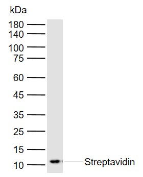 Lane 1: Streptavidin probed with Streptavidin Polyclonal Antibody, Unconjugated (bs-0437R) at 1:1000 dilution and 4°C overnight incubation. Followed by conjugated secondary antibody incubation at 1:20000 for 60 min at 37˚C.
