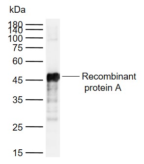 Lane 1: Recombinant protein A probed with Protein A Polyclonal Antibody, Unconjugated (bs-0362R) at 1:1000 dilution and 4\u00b0C overnight incubation. Followed by conjugated secondary antibody incubation at 1:20000 for 60 min at 37˚C.