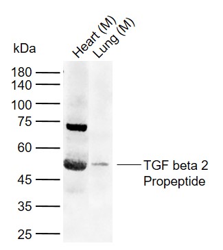 Lane 1: Mouse Heart tissue lysates; Lane 2: Mouse Lung tissue lysates probed with TGF beta 2 Propeptide Polyclonal Antibody, Unconjugated (bs-0100R) at 1:1000 dilution and 4°C overnight incubation. Followed by conjugated secondary antibody incubation at 1:20000 for 60 min at 37˚C.