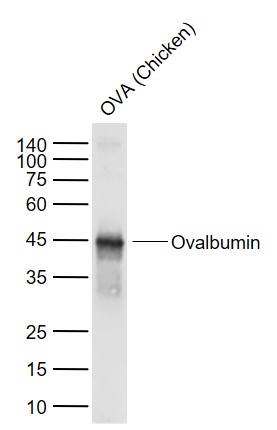 Lane 1: Chicken OVA probed with Ovalbumin Polyclonal Antibody, Unconjugated (bs-0283R) at 1:1000 dilution and 4\u00b0C overnight incubation. Followed by conjugated secondary antibody incubation at 1:20000 for 60 min at 37˚C.