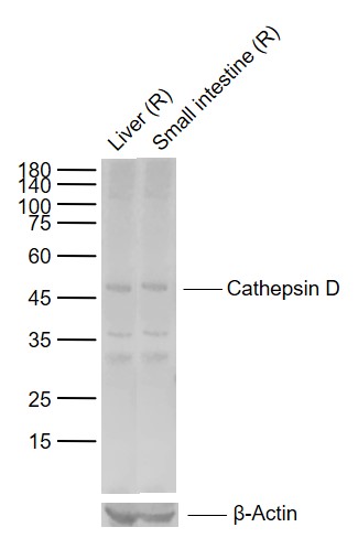 Lane 1: Rat Liver tissue lysates; Lane 2: Rat Small intestine tissue lysates probed with Cathepsin D Polyclonal Antibody, Unconjugated (bs-1615R) at 1:1000 dilution and 4\u00b0C overnight incubation. Followed by conjugated secondary antibody incubation at 1:20000 for 60 min at 37˚C.
