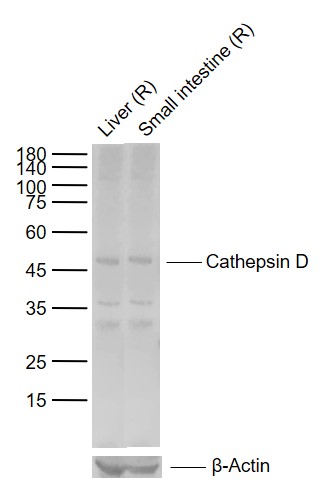 Lane 1: Rat Liver tissue lysates; Lane 2: Rat Small intestine tissue lysates probed with Cathepsin D Polyclonal Antibody, Unconjugated (bs-1615R) at 1:1000 dilution and 4°C overnight incubation. Followed by conjugated secondary antibody incubation at 1:20000 for 60 min at 37˚C.