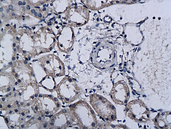 Formalin-fixed and paraffin embedded rat kidney labeled with Anti-TPA/PLAT Polyclonal Antibody, Unconjugated (bs-1545R) followed by conjugation to the secondary antibody and DAB staining
