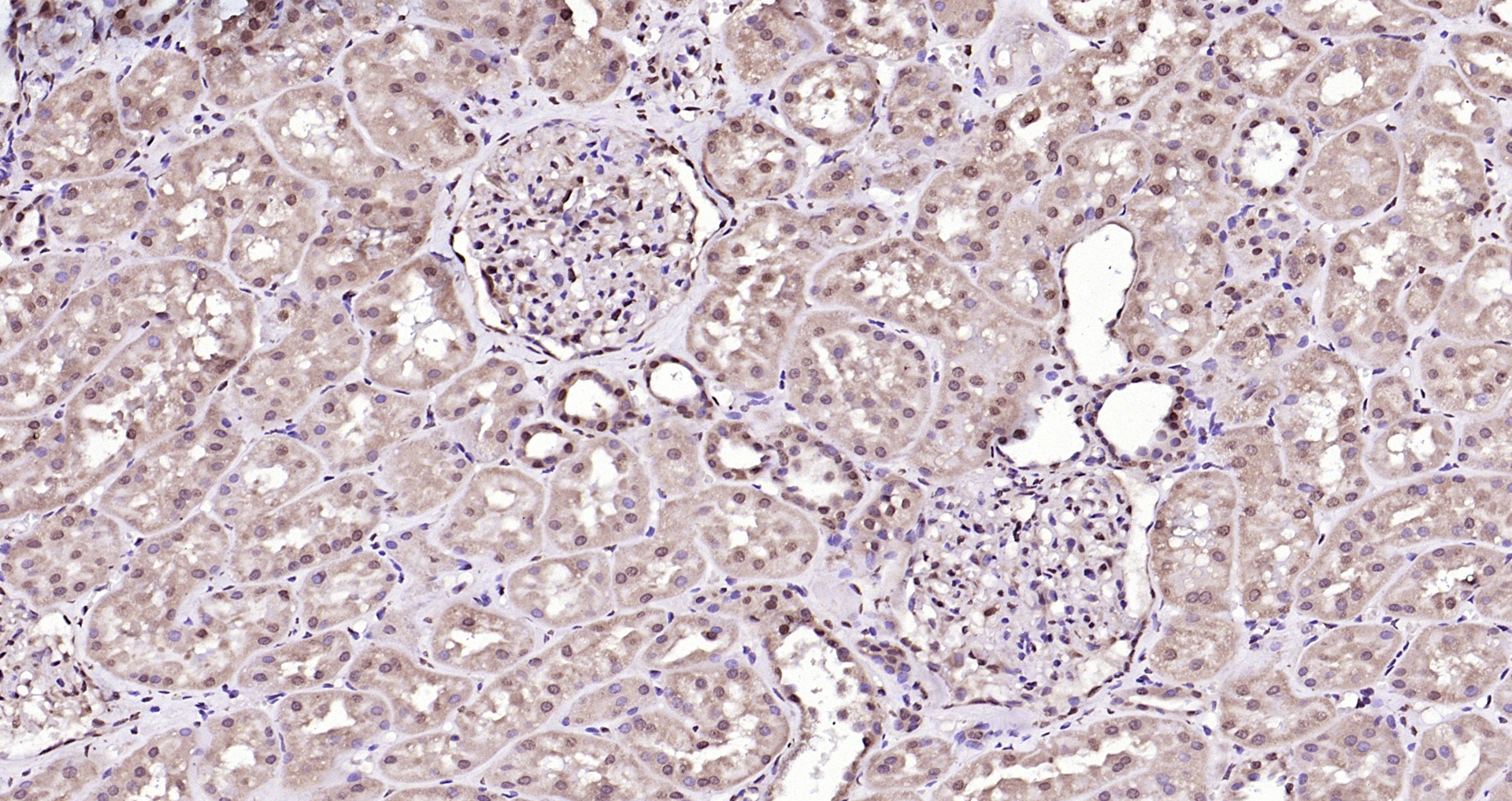 Paraformaldehyde-fixed, paraffin embedded (human kidney); Antigen retrieval by boiling in sodium citrate buffer (pH6.0) for 15min; Block endogenous peroxidase by 3% hydrogen peroxide for 20 minutes; Blocking buffer (normal goat serum) at 37°C for 30min; Antibody incubation with (RGC32) Polyclonal Antibody, Unconjugated (bs-9079R) at 1:200 overnight at 4°C, followed by operating according to SP Kit(Rabbit) (sp-0023) instructionsand DAB staining.