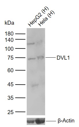 Lane 1: Human HepG2 cell lysates; Lane 2: Human Hela cell lysates probed with DVL1 Polyclonal Antibody, Unconjugated (bs-0598R) at 1:1000 dilution and 4\u00b0C overnight incubation. Followed by conjugated secondary antibody incubation at 1:20000 for 60 min at 37˚C.