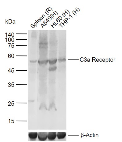 Lane 1: Rat Spleen tissue lysates; Lane 2: Human A549 cell lysates; Lane 3: Human HL60 cell lysates; Lane 4: Human THP-1 cell lysates probed with C3a Receptor Polyclonal Antibody, Unconjugated (bs-2955R) at 1:1000 dilution and 4°C overnight incubation. Followed by conjugated secondary antibody incubation at 1:20000 for 60 min at 37˚C.