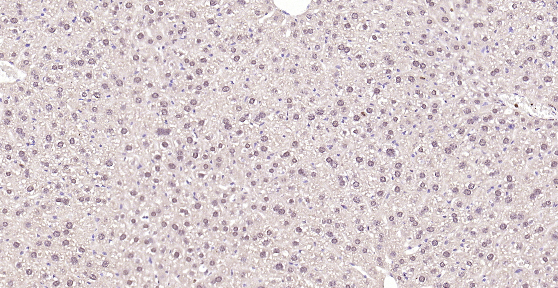 Paraformaldehyde-fixed, paraffin embedded (mouse liver); Antigen retrieval by boiling in sodium citrate buffer (pH6.0) for 15min; Block endogenous peroxidase by 3% hydrogen peroxide for 20 minutes; Blocking buffer (normal goat serum) at 37°C for 30min; Antibody incubation with (Thioredoxin) Polyclonal Antibody, Unconjugated (bs-0458R) at 1:200 overnight at 4°C, followed by operating according to SP Kit(Rabbit) (sp-0023) instructionsand DAB staining.