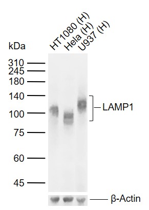 ane 1: Human HT1080 cell lysates; Lane 2: Human Hela cell lysates; Lane 3: Human U937 cell lysates probed with LAMP1 Monoclonal Antibody, Unconjugated (bsm-51301M) at 1:1000 dilution and 4°C overnight incubation. Followed by conjugated secondary antibody incubation at 1:20000 for 60 min at 37˚C.