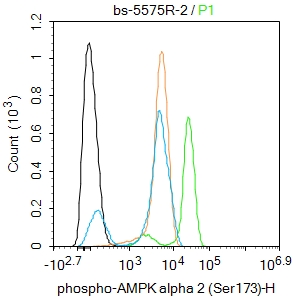 Hela cells were fixed with 4% PFA for 10min at room temperature,permeabilized with 90% ice-cold methanol for 20 min at -20℃, and incubated in 5% BSA blocking buffer for 30 min at room temperature. Cells were then stained with phospho-AMPK alpha 2 (Ser173) Antibody(bs-5575R)at 1:50 dilution in blocking buffer and incubated for 30 min at room temperature, washed twice with 2%BSA in PBS, followed by secondary antibody incubation for 40 min at room temperature. Acquisitions of 20,000 events were performed. Cells stained with primary antibody (green), and isotype control (orange).