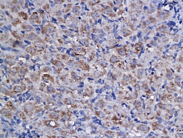 Formalin-fixed and paraffin embedded rat ovary labeled with Anti-Cyclin F Polyclonal Antibody, Unconjugated (bs-1686R) followed by conjugation to the secondary antibody and DAB staining