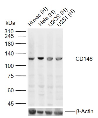 Lane 1: Human Huvec cell lysates; Lane 2: Human Hela cell lysates; Lane 3: Human U2OS cell lysates; Lane 4: Human U251 cell lysates probed with CD146 Polyclonal Antibody, Unconjugated (bs-1618R) at 1:1000 dilution and 4\u00b0C overnight incubation. Followed by conjugated secondary antibody incubation at 1:20000 for 60 min at 37˚C.