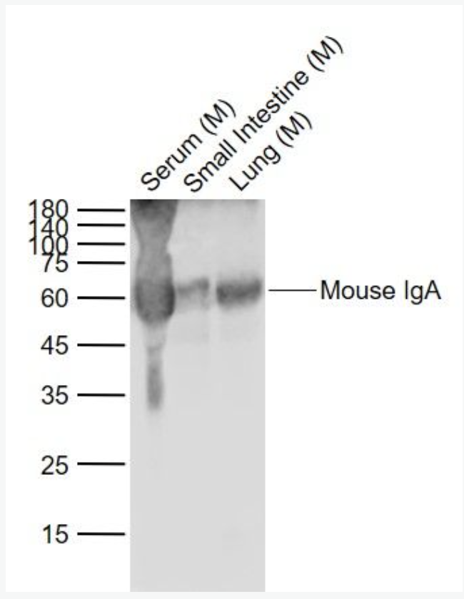 Lane 1: Serum (Mouse) at 40 ug_x000D_ Lane 2: Small intestine (Mouse) Lysate at 40 ug_x000D_ Lane 3: Lung (Mouse) Lysate at 40 ug_x000D_ Primary: Mouse IgA (bs-0774R) at 1/1000 dilution_x000D_ Secondary: Goat Anti-Rabbit IgG at 1/20000 dilution_x000D_ Predicted band size: 55 kD_x000D_ Observed band size: 60 kD