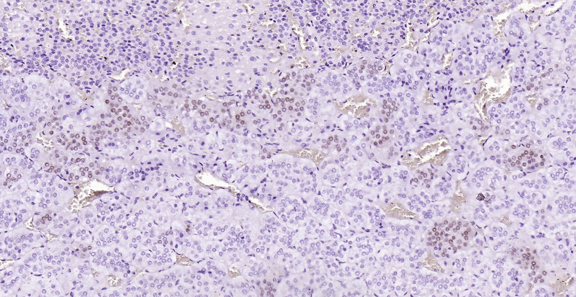 Paraformaldehyde-fixed, paraffin embedded (rat adrenal gland); Antigen retrieval by boiling in sodium citrate buffer (pH6.0) for 15min; Block endogenous peroxidase by 3% hydrogen peroxide for 20 minutes; Blocking buffer (normal goat serum) at 37°C for 30min; Antibody incubation with (PEG3) Polyclonal Antibody, Unconjugated (bs-1870R) at 1:200 overnight at 4°C, followed by operating according to SP Kit(Rabbit) (sp-0023) instructionsand DAB staining.